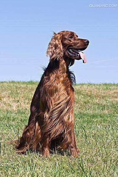 狗狗品种收集大全,收藏狗狗