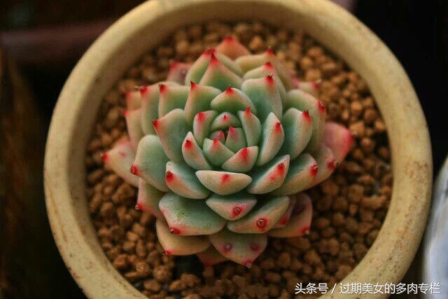 正宗颗粒土的配方,配方颗粒土