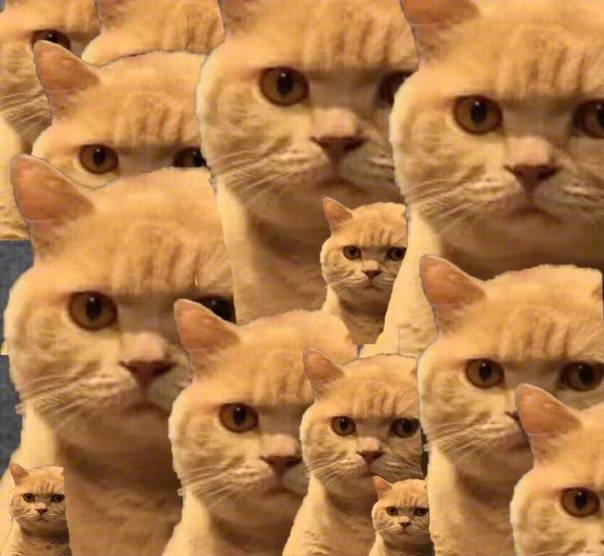 服了!路虎司机嫌春节吃太多为减肥辟谷5天,饿晕后撞车!