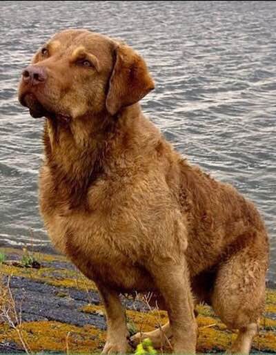 收藏狗狗的图片,收藏宠物集