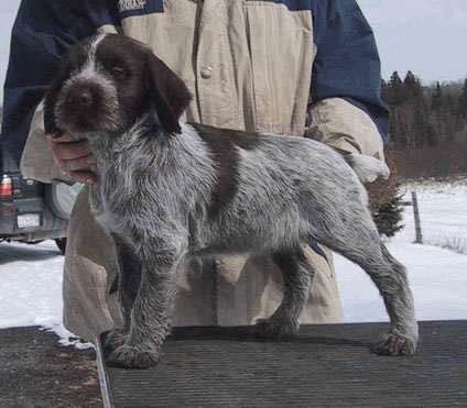 收藏狗狗的图片,收藏宠物集