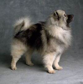 收藏狗狗的图片,收藏宠物集