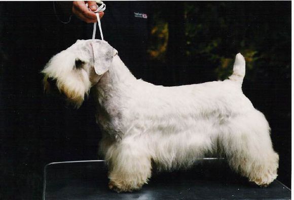 收藏狗狗的图片,收藏宠物集