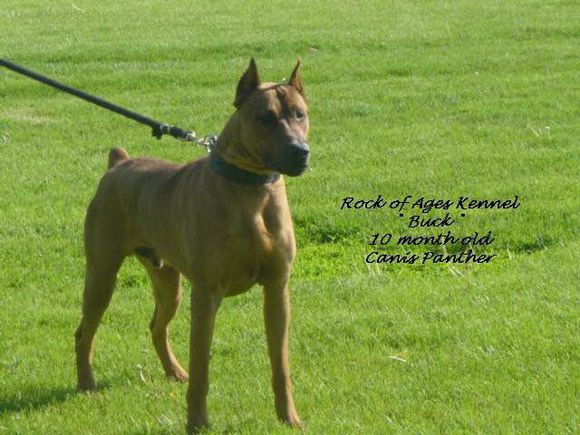 收藏狗狗的图片,收藏宠物集