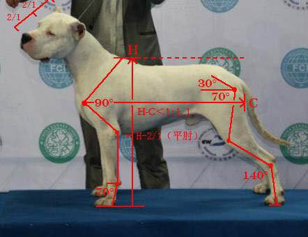 收藏狗狗的图片,收藏宠物集
