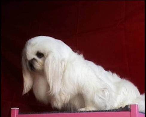 收藏狗狗的图片,收藏宠物集