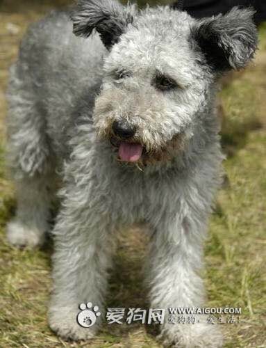 收藏狗狗的图片,收藏宠物集