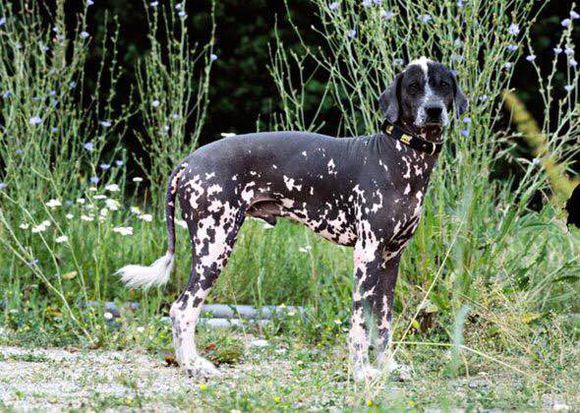 收藏狗狗的图片,收藏宠物集