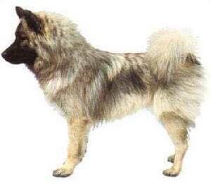 收藏狗狗的图片,收藏宠物集