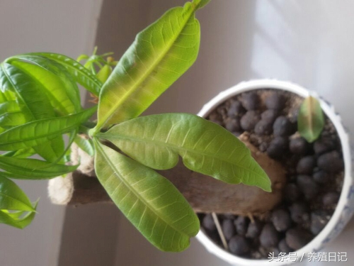 花卉叶子发黄是什么原因,花卉叶子发黄用什么药