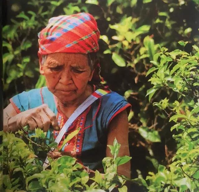 在美丽的西双版纳领略异域风情,美丽的西双版纳体验异国风情