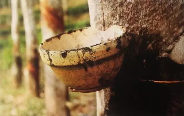 在美丽的西双版纳领略异域风情,美丽的西双版纳体验异国风情