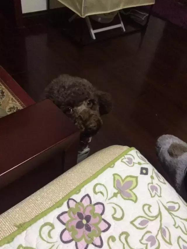 长沙宠物蜥蜴品种有哪些,别人家养的宠物蜥蜴食肉动物