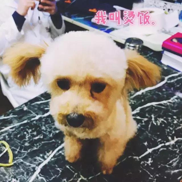 长沙宠物蜥蜴品种有哪些,别人家养的宠物蜥蜴食肉动物