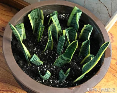 虎皮兰烂根怎么救,虎皮兰烂根后用什么方法补救