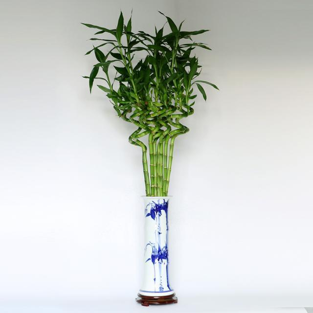 吸甲醛最利害的6款绿色盆栽,家中不妨放几盆,好养还漂亮