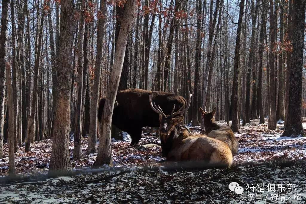 全球最具吸引力的狩猎圣地，加入高人一等的国际猎人组织！