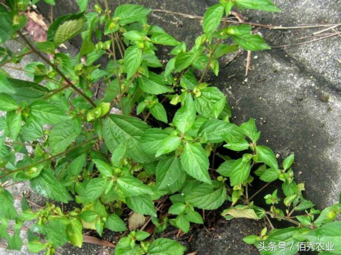 血见愁草能治疗流鼻血吗,农村常见的血见愁有什么药用