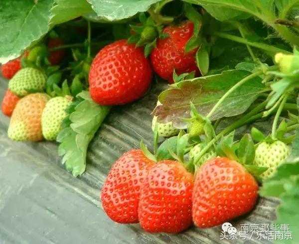 南京梅花赏花游记,好玩的摘草莓胜地打卡