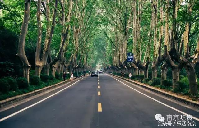 南京梅花赏花游记,好玩的摘草莓胜地打卡