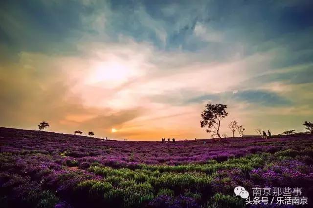 南京梅花赏花游记,好玩的摘草莓胜地打卡