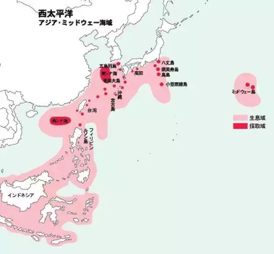 红珊瑚讲解,关于红珊瑚的内容