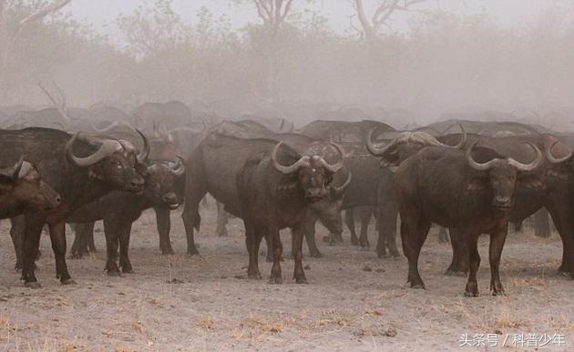 遇到危险动物需要注意什么,遇到危险动物怎么逃生
