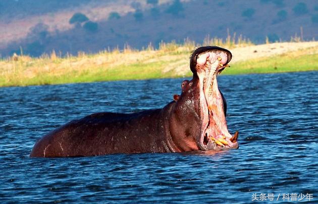 遇到危险动物需要注意什么,遇到危险动物怎么逃生