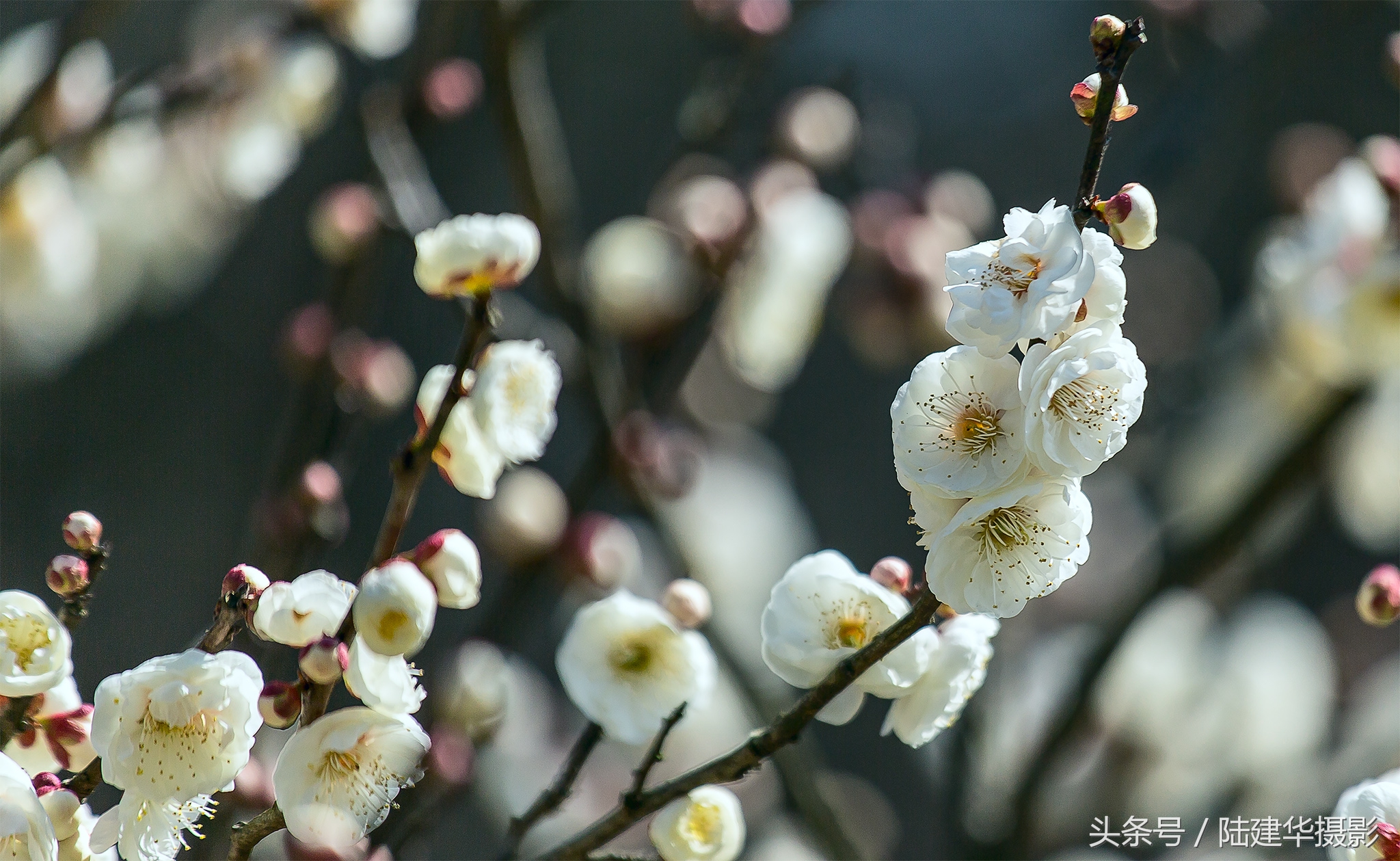 无锡梅园,春风十里不如你