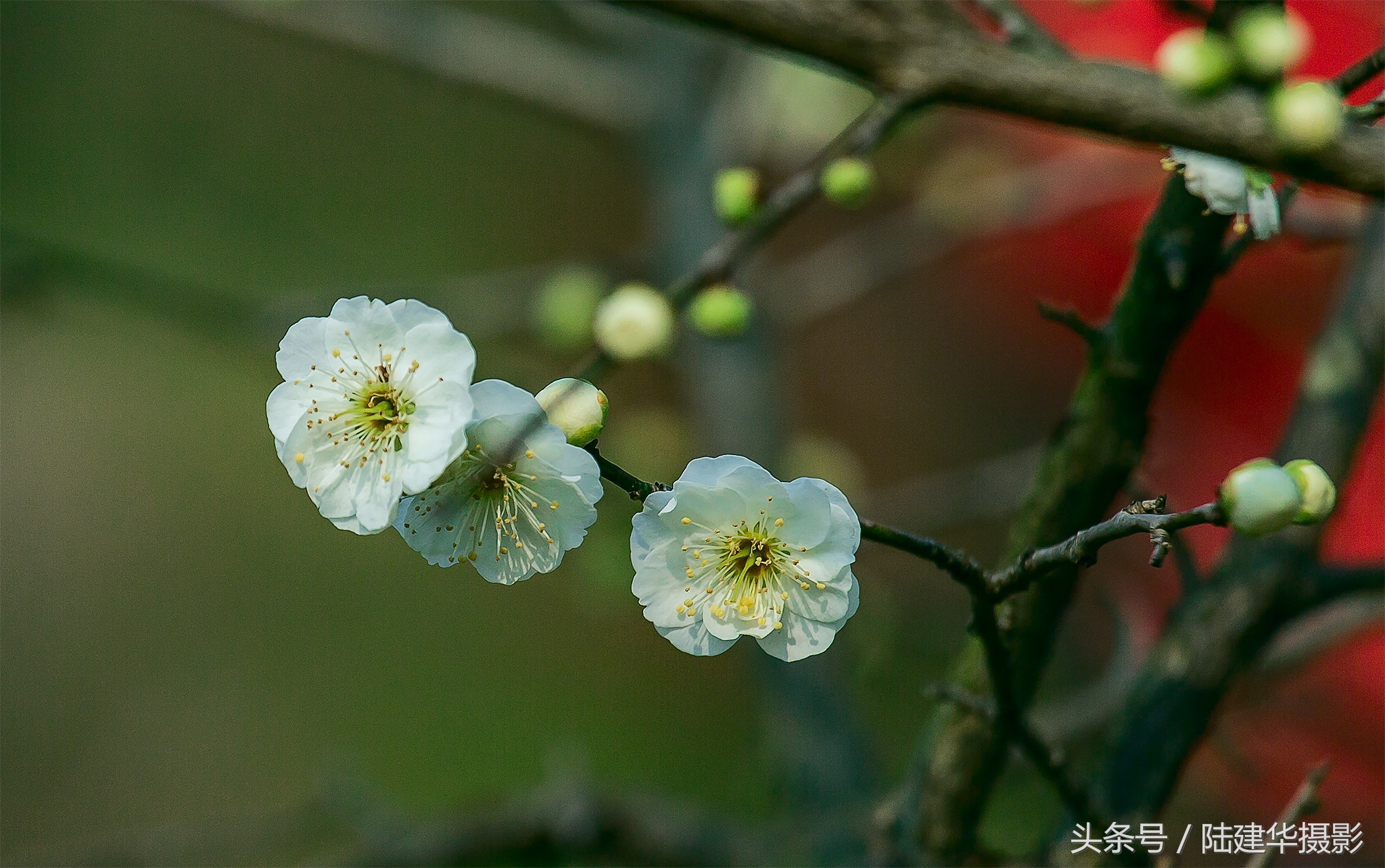 无锡梅园,春风十里不如你