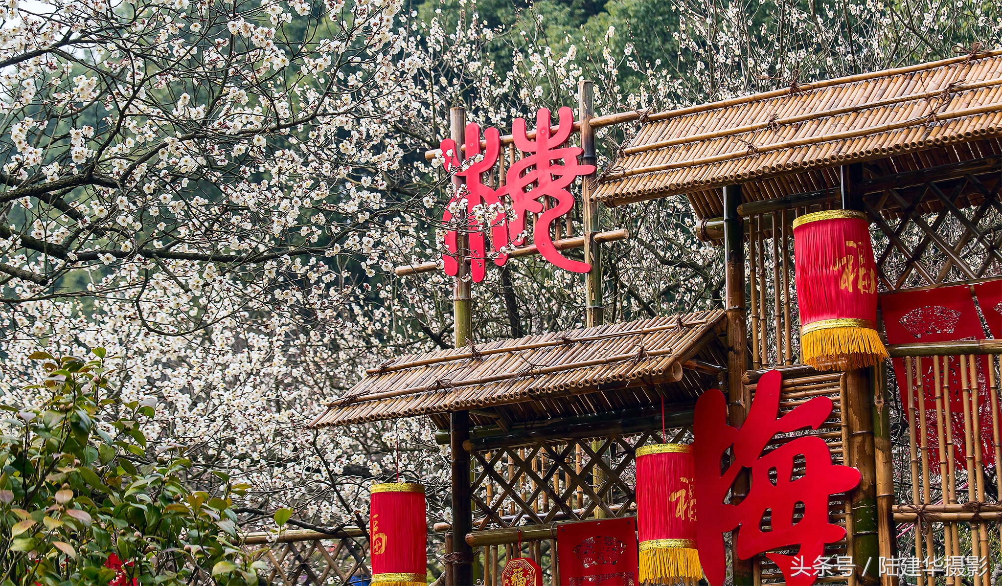 无锡梅园,春风十里不如你