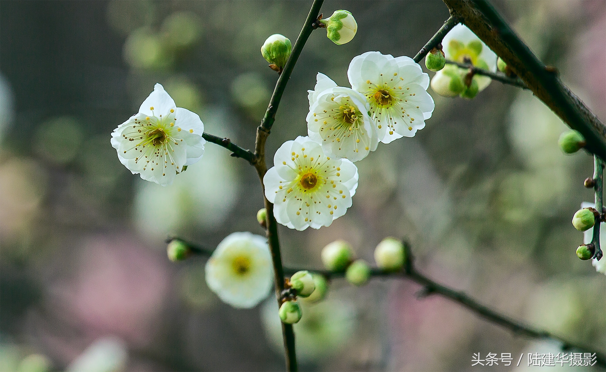 无锡梅园,春风十里不如你