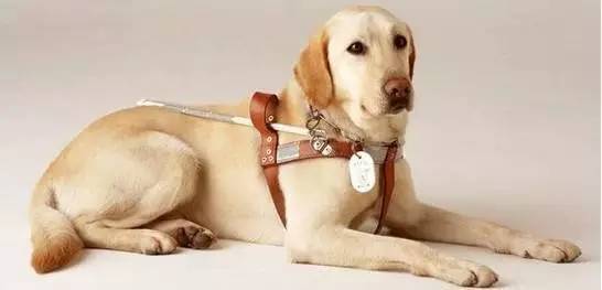 拉布拉多犬常见疾病,饲养拉布拉多6大禁忌