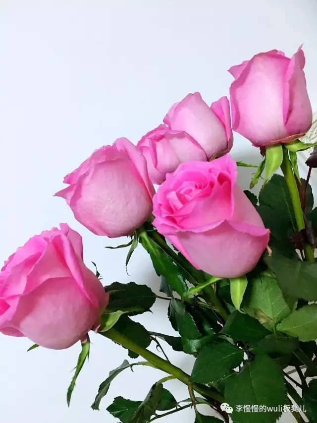 兰蔻玫瑰高光抢不到，我自己做了个花瓣腮红过过瘾