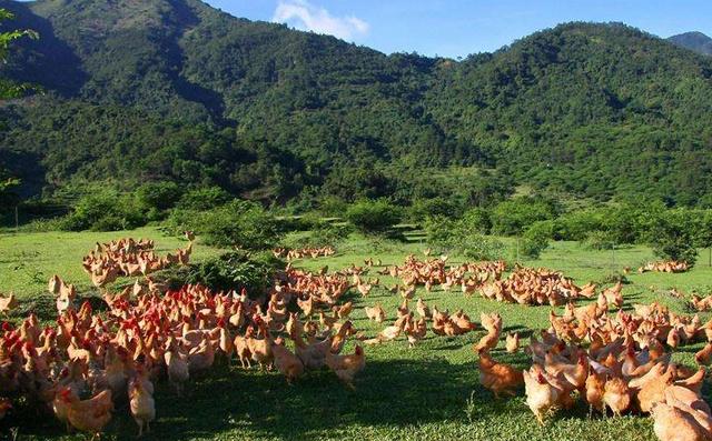 养鸡真能挣到钱吗,养鸡行业的前景和现状