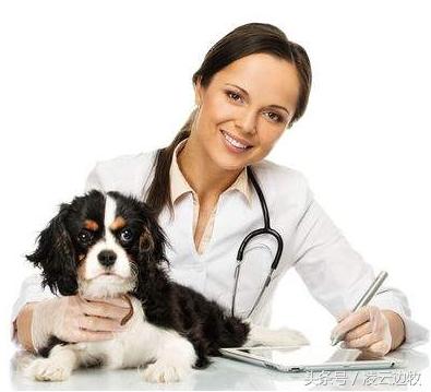 狗狗传染病细小病毒怎么治疗,狗狗传染病在家怎么治疗