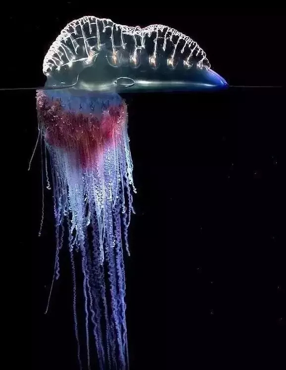 去厦门海滩玩有危险吗,在海边看到什么东西就要赶紧跑