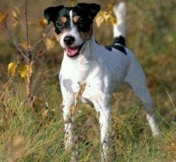 十大最值得养的土狗,最好养的十大土狗