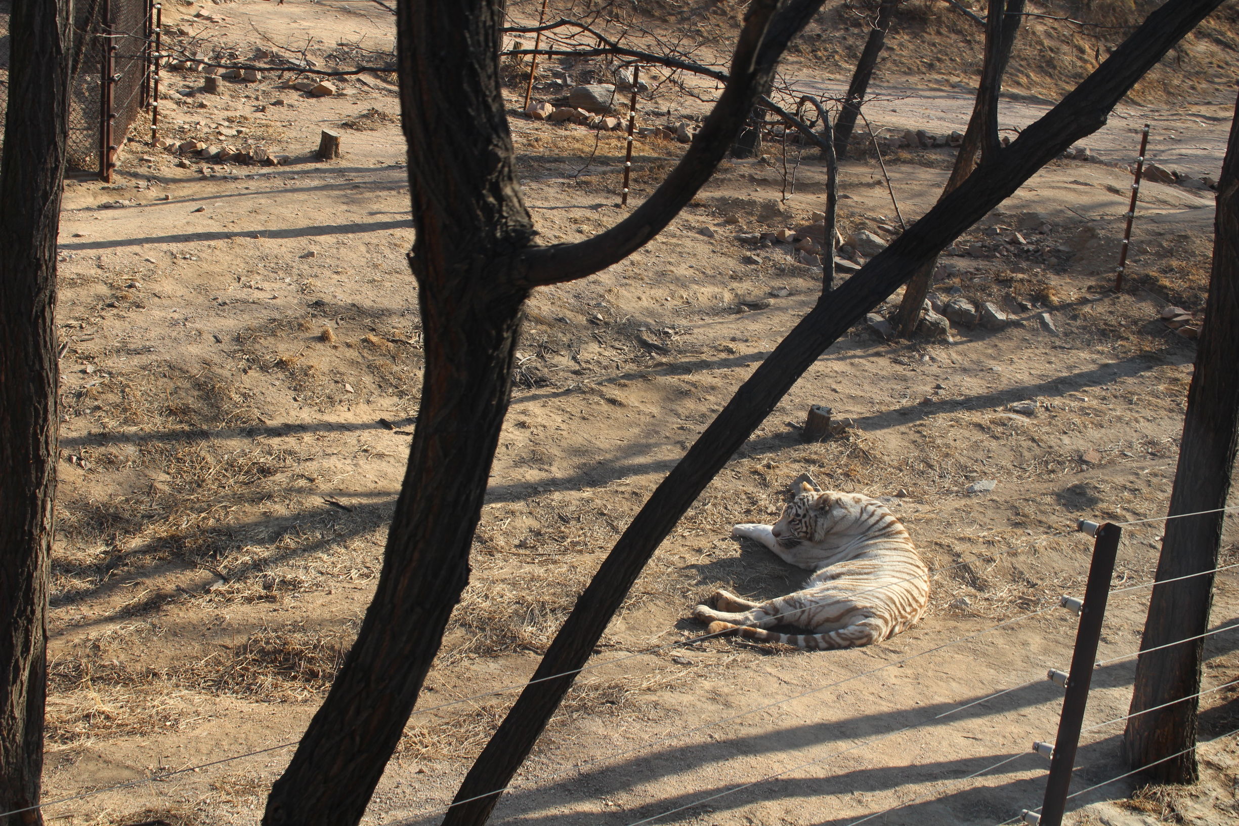 带你一起游北京,大兴野生动物园和八达岭哪个好玩