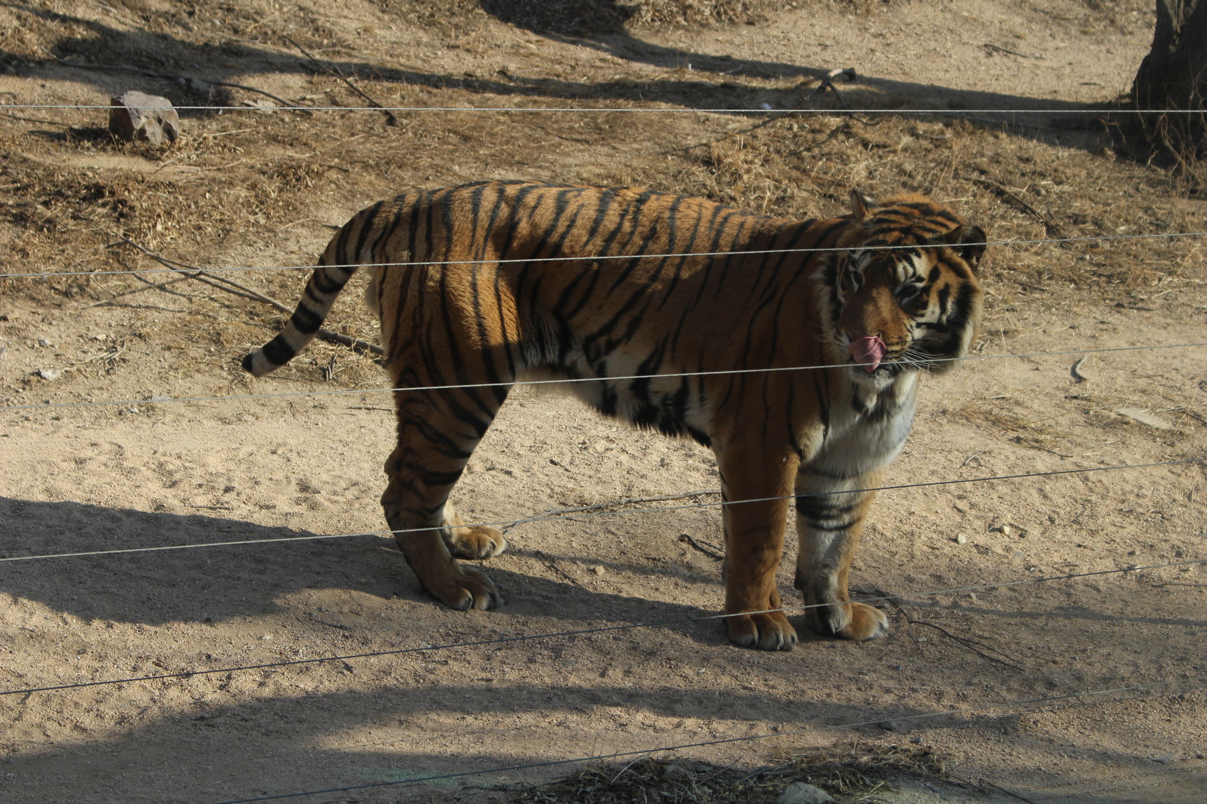 带你一起游北京,大兴野生动物园和八达岭哪个好玩