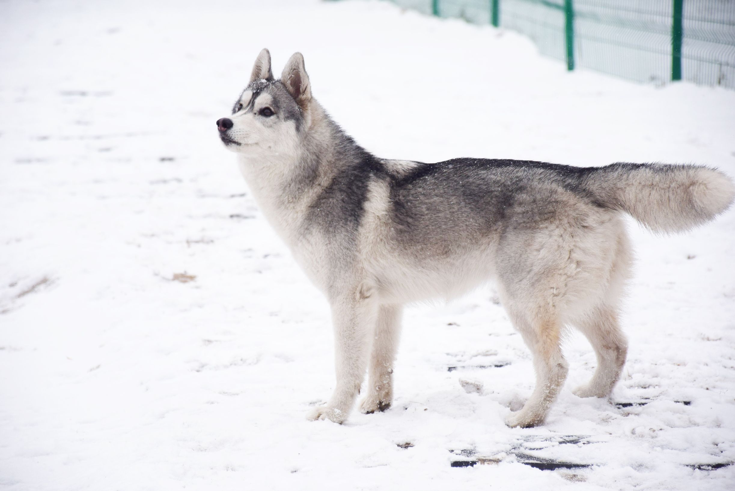 北京下大雪网友家里的雪橇二傻遇到雪做的第一件事是这样