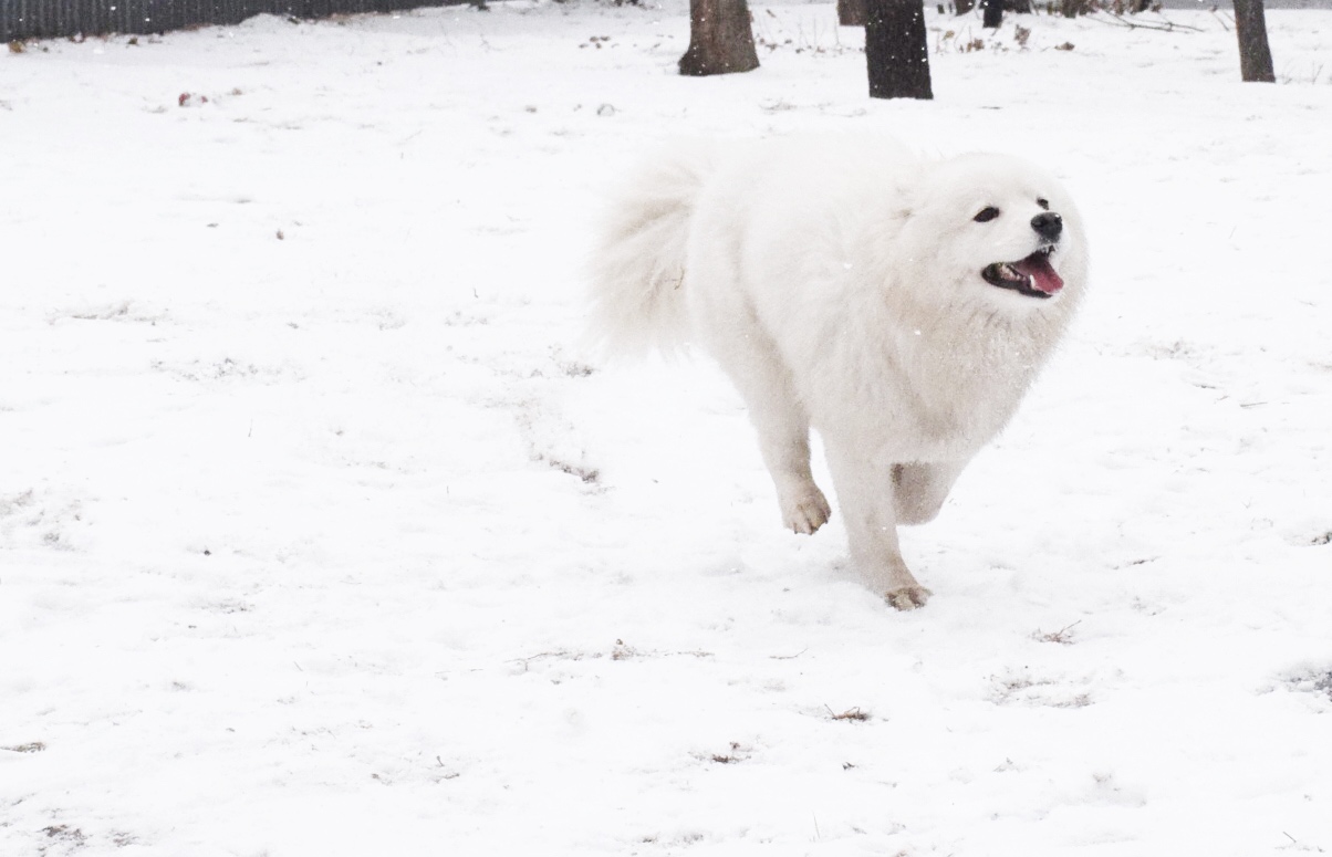 北京下大雪网友家里的雪橇二傻遇到雪做的第一件事是这样