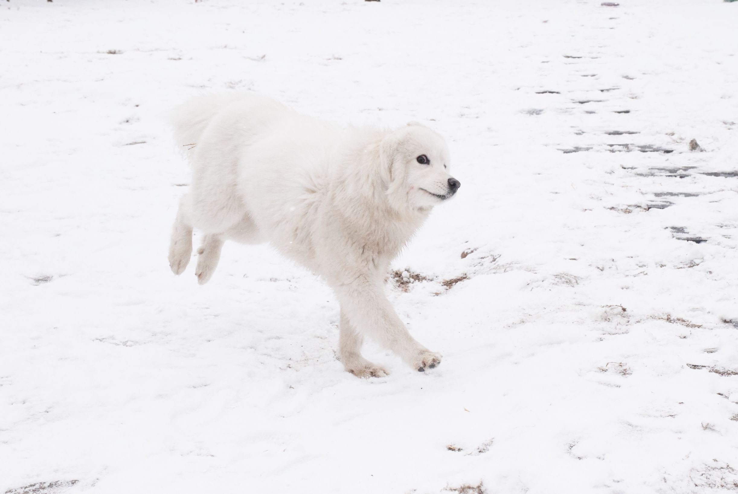 北京下大雪网友家里的雪橇二傻遇到雪做的第一件事是这样