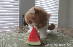 吃什么食物对肾最好,吃什么食物对身体好