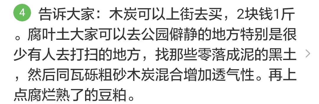 君子兰掉的小根能繁殖吗,君子兰繁殖不分盆好看吗