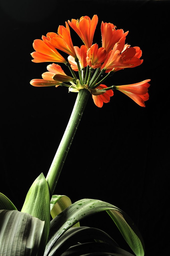 君子兰掉的小根能繁殖吗,君子兰繁殖不分盆好看吗