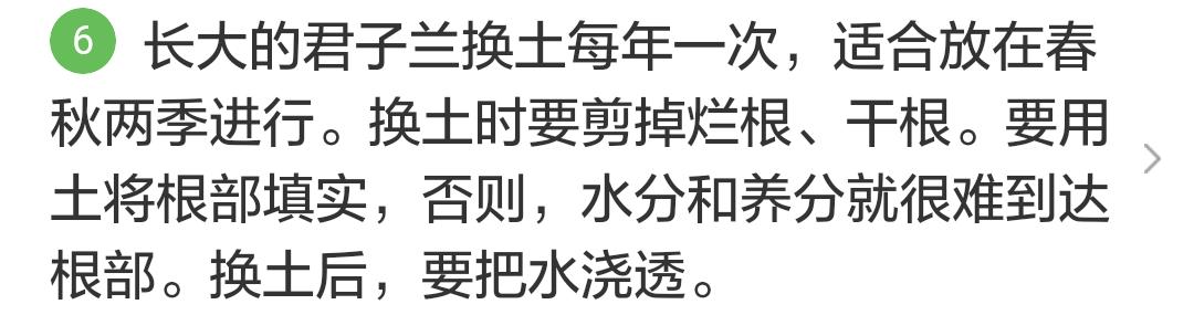 君子兰掉的小根能繁殖吗,君子兰繁殖不分盆好看吗