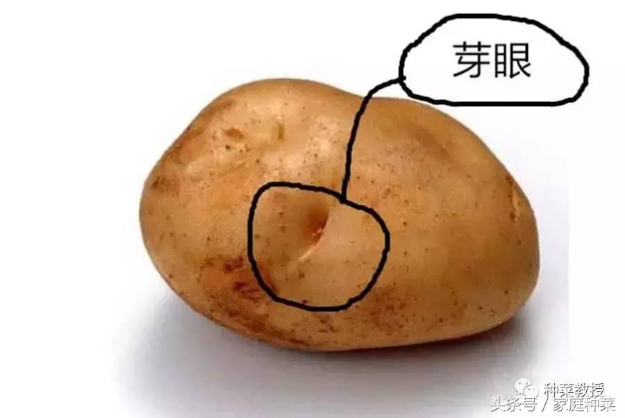 种菜土豆怎么种,阳台土豆种植技术全过程