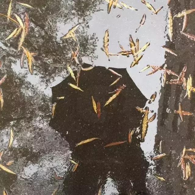 少女与猫咪,少女与猫唯美图片