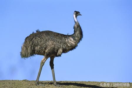 女孩买回一只鸡蛋,女子买3箱鸡蛋出一只小鸡